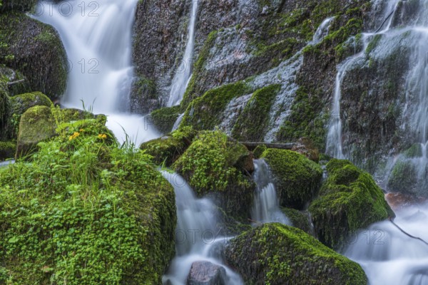 Fresh and beautiful waterfalls in a mountain torrent in spring. La Serva, Champ du feu, Vosges, Alsace, France