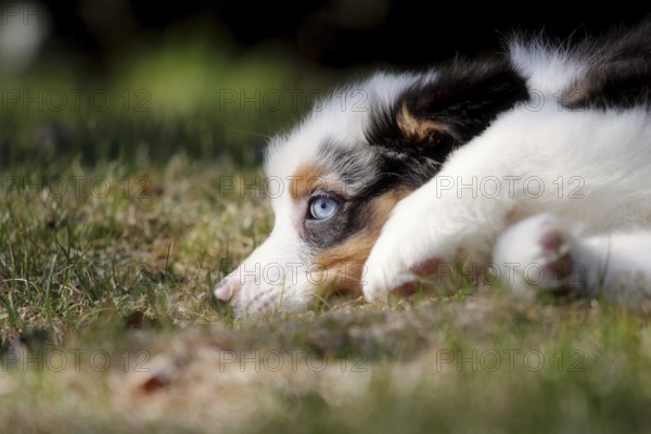 Australian Shepherd