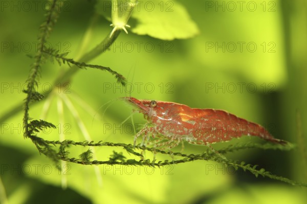 Neocaridina heteropoda var. ?red?