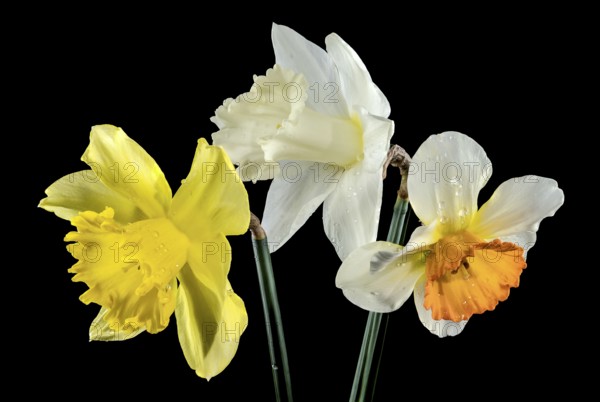 Beautiful blooming White and yellow narcissus flowers isolated on a black background. Flower head close-up, Odessa, Ukraine