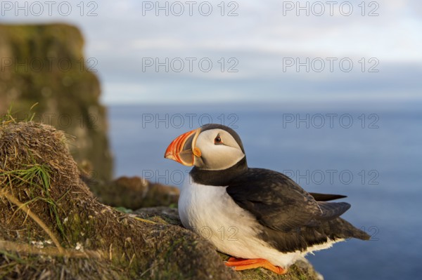 Puffin, Atlantic Puffin, (Fratercula arctica), animals, birds, alcid family, sits, rocks, Atlantic coast, Hvallátur, Vestfirðir, Iceland