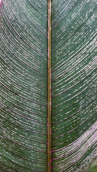 Close-up of a large variegated cigar plant or Calathea lutea leaf with pink veins and white highlight detailed texture
