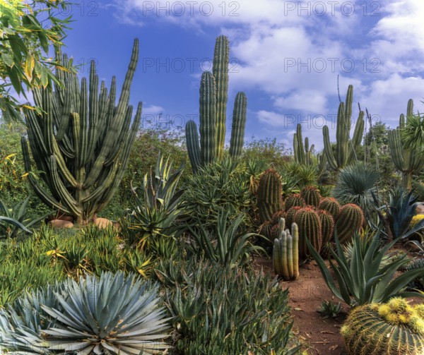 Marrakesh, Morocco, 24 March, 2024: cactus and succulents of different types in the scenic Anima Garden in Marrakesh