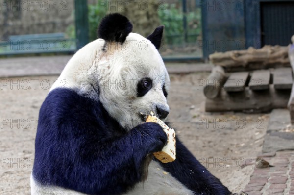 Giant Panda, ailuropoda melanoleuca, A sitting panda in the zoo eating a piece of bread. Relaxed and quiet moment, Berlin, Germany