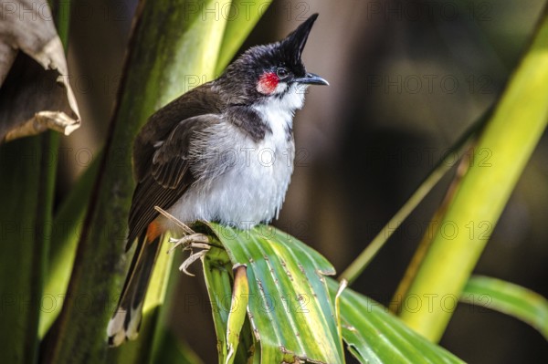 Southeast Asian Red-whiskered bulbul (Pycnonotus jocosus), Mauritius