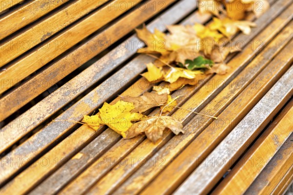 Colourful foliage in autumn in Europe
