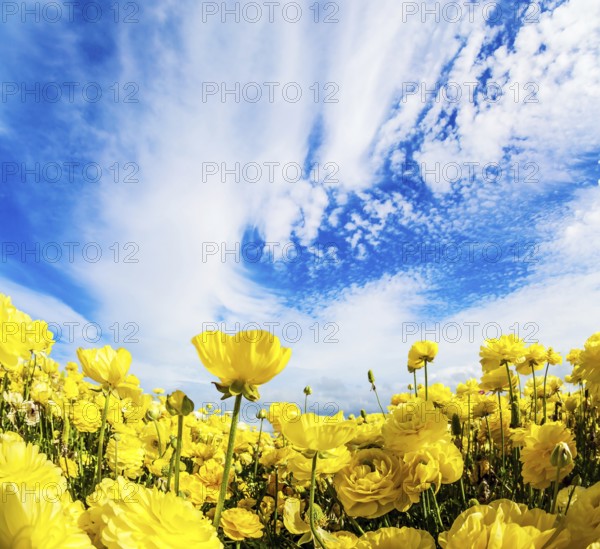 Sea of flowers. Bright beautiful multi-colored garden buttercups grow in a kibbutz field with a magnificent carpet. Spring in Israel. Wonderful trip for spring beauty
