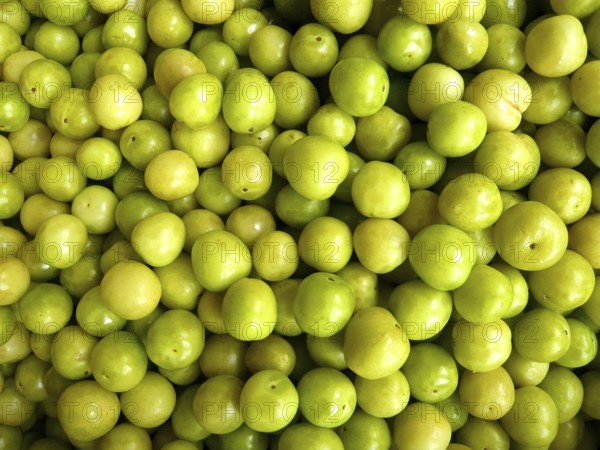 Closeup of many fresh green plums filling the entire picture