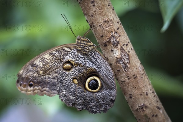 Owl Butterfly (caligo memnon)