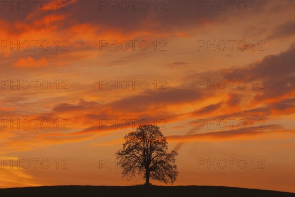 Memorial tree on the hill at dramatic sunsire
