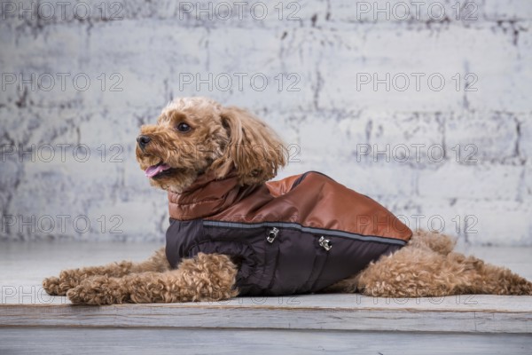 Small funny dog of brown colour with curly hair of toy poodle breed posing in clothes for dogs. Subject accessories and fashionable outfits for pets. Stylish overalls, suit for cold weather for animal