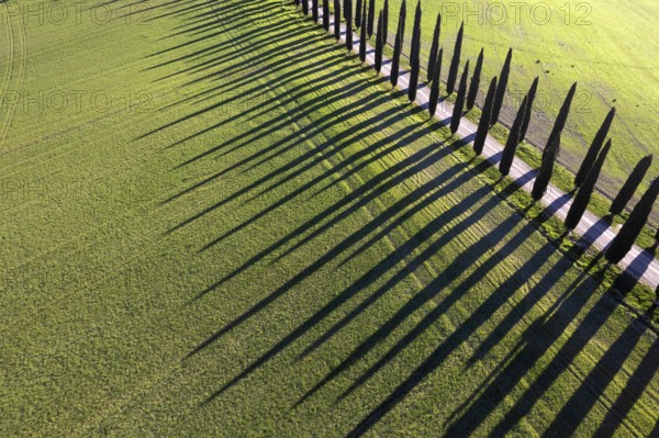 Aerial photographic documentation of a row of cypress trees in the Val Di Orcia in Tuscany Italy