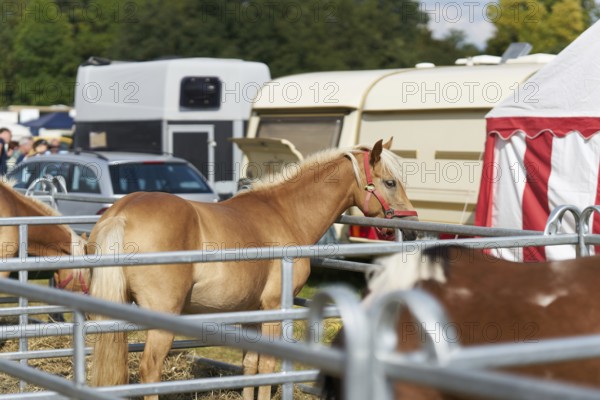 Horse for sale at the annual horse market in Havelberg in Germany