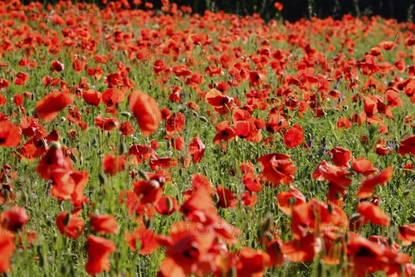 Poppy, poppy seed, papaver
