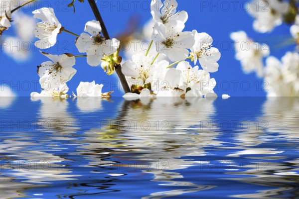 Cherry blossoms with reflection in the water and white flowers with sun and blue sky