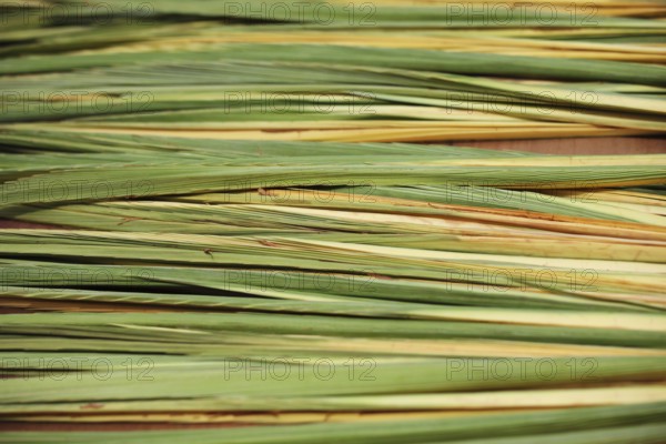 Counter holiday bazaar on the eve of Sukkoth. The palm /lulav/