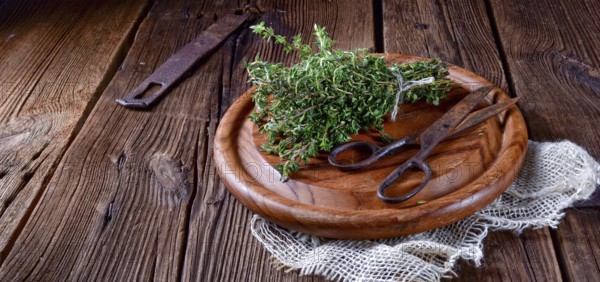Thyme (Thymus vulgaris)