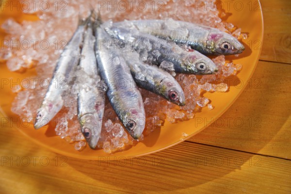 Presentation of fresh anchovies fished with ice