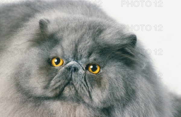Persian, blue, old colour type, old type, breeding male, 6 years old, peak-face