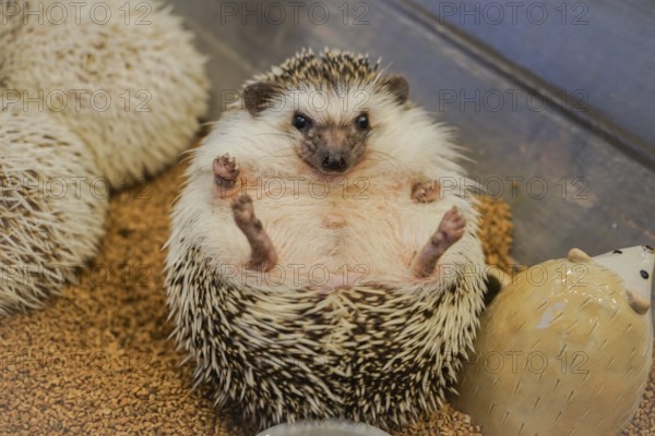 Cute image of hedgehog (Four-toed hedgehog). Shooting Location: Tokyo metropolitan area