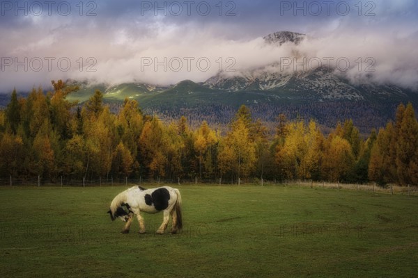 Black and white horse grazing on the grass near Gerlachov by Hubert hotel