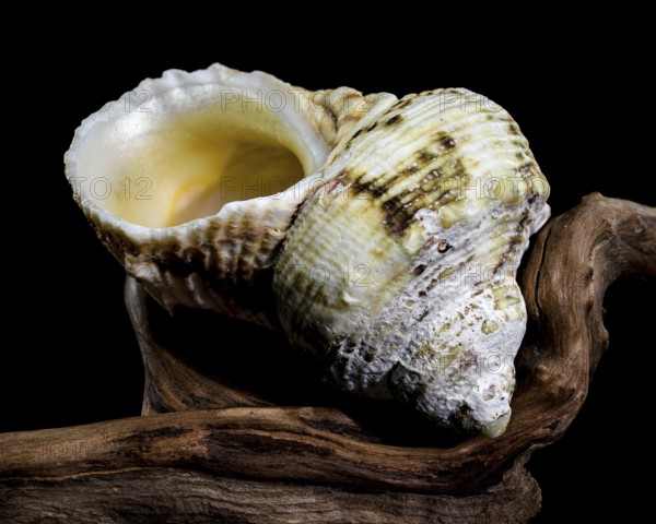 Close-up of a Turbo argyrostomus shell placed on textured wood with a black background, highlighting its spiral design and vibrant natural beauty, Odessa, Ukraine