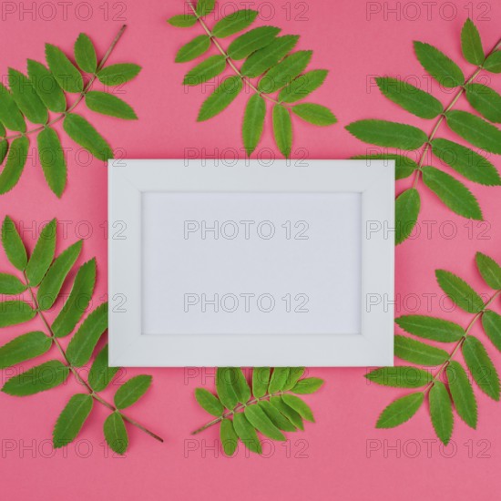 Creative flat lay top view white frame mock up with fresh green rowan tree leaves on bright pink square background with copy space in minimal duotone pop art style, template for text