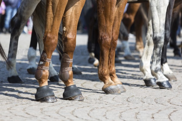 The legs of horses of Horse police units. Policemen and policewomen are participating in a parade at Saint Theodore's day