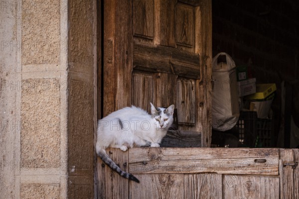 Cat in a portal, Romanillos de Atienza, Guadalajara province, Spain