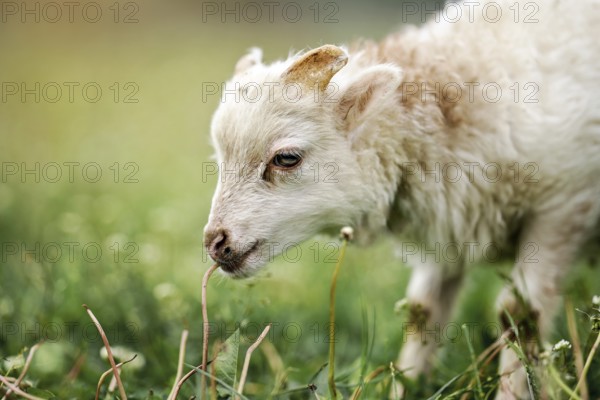 Young ouessant sheep or lamb, closeup detail on head, blurred green meadow background, Liptovsky Mikulas, Slovakia