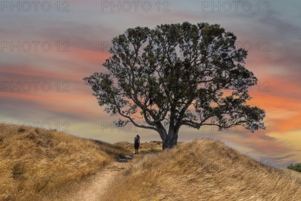 A hiker hiking on a hill passing a big tree, a scenic sky above her