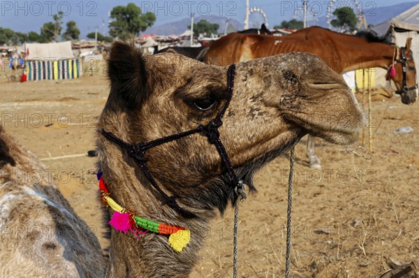 Camel market, fair, people, wedding market, animals, desert town Pushkar, (Pushkar Camal Fair), A camel in the desert decorated with colourful jewellery, in the background horses and tents, Rajasthan, North India, India
