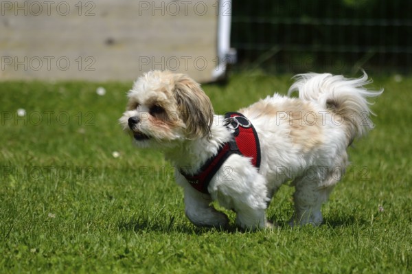 Puppy runs freely in a green meadow