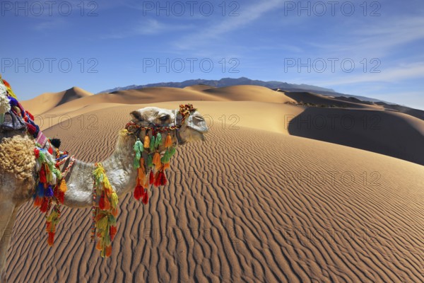 The magnificent Arabian camel in the desert sand. Dromedary decorated with picturesque harness and bright red blanket