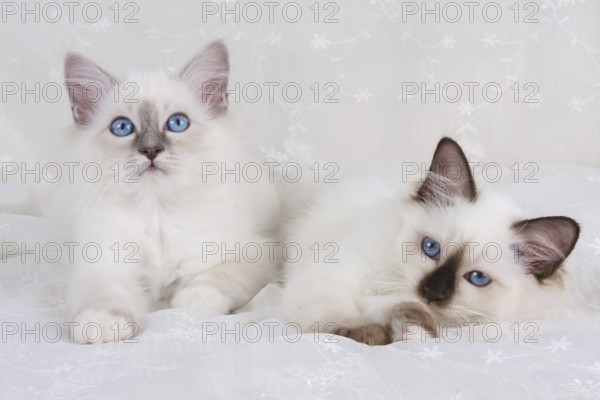 SACRED BIRMAN CAT, SACRED CAT OF BIRMA, BIRMAN CAT, LITTER, BLUE-POINT, SEAL-POINT