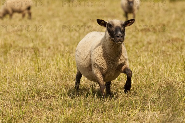Freshly shorn grazing sheep in a meadow