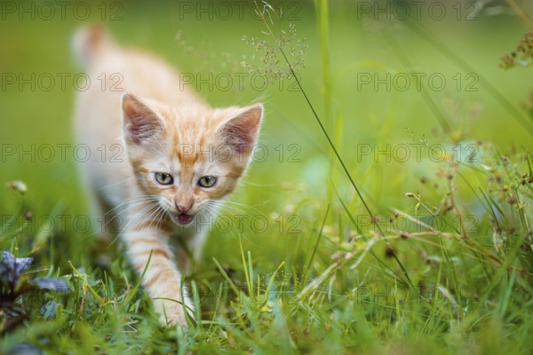 Portrait of a red kitten in the garden. Red kitten with green eyes and with big ears. Animal baby theme
