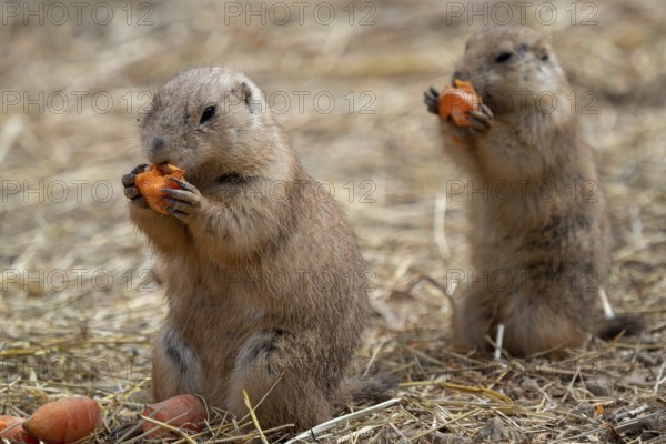 A prairie dogs (Cynomys ludovicianus) is eating a carrot