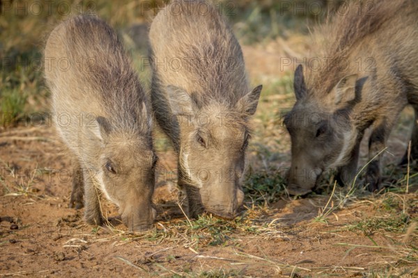 Group of Warthogs eating grass in the Pilanesberg National Park, South Africa