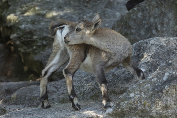 Ibex young animal standing on rock looking back left