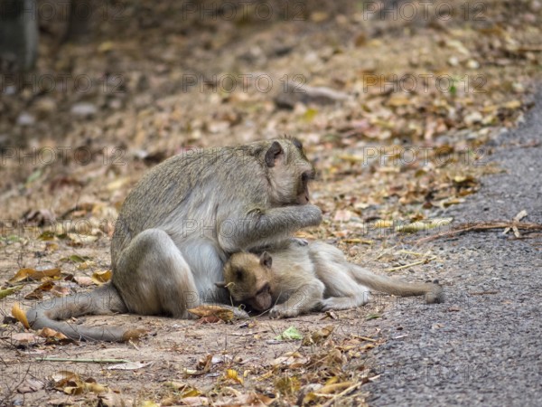 Mother and her baby along the road to Ta Prohm Temple, Siem Reap