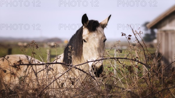 A friendly horse looks at the camera