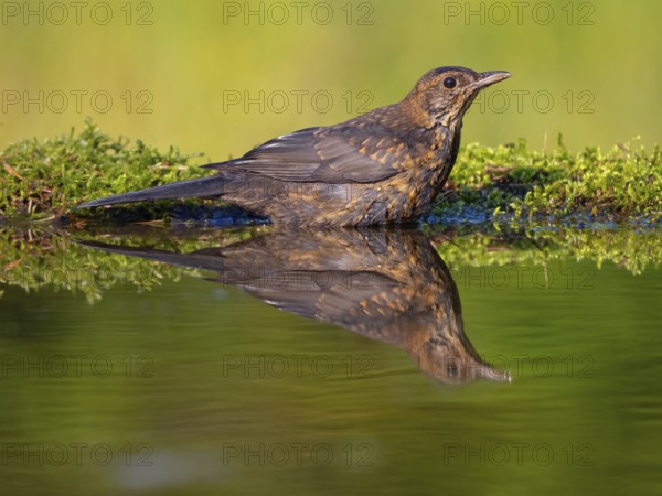 Blackbird (Turdus merula), one, individual, biotope, habitat, perch, water body, garden, Neuhofen, Rhineland-Palatinate, Federal Republic of Germany