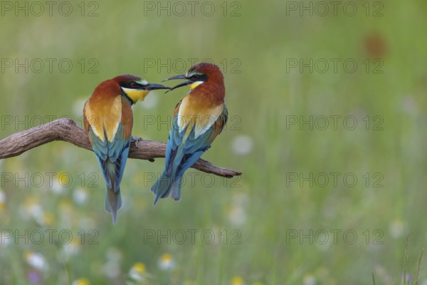 Bee-eater, (Merops apiaster), pair, perch, Tiszaalp-r, Kiskuns-gi National Park, B-cs-Kiskun, Hungary
