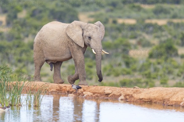 African elephant, (Loxodonta african), Addo Elephant National Park, Addo Camp, Western Cape, South Africa