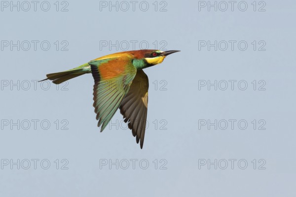 Bee-eater, (Merops apiaster), flight photo, Tiszaalp-r, Kiskuns-gi National Park, B-cs-Kiskun, Hungary