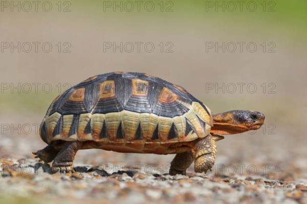 Africa, South Africa, African beaked tortoise, (Chersina angulat), Angulate tortoise, Reptile, Reptiles, Turtle, Harold Porter National Botanical Gardens, Betty's Bay, Western Cape