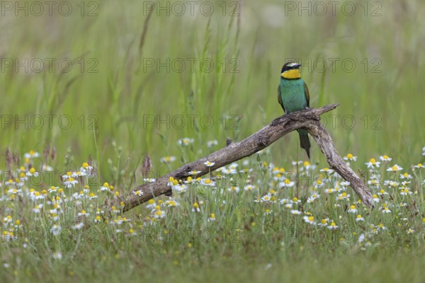 Bee-eater, (Merops apiaster), perch, individual, lateral, Tiszaalpár, Kiskunsági National Park, Bács-Kiskun, Hungary