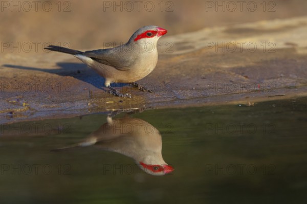 Black-rumped waxbill (Estrilda troglodytes), Grey Astrild, family of the magnificent finches, at the water, waters, Tendaba photo hid, Kwinella, South Bank, Gambia