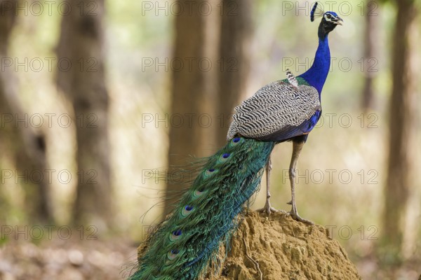 Blue peacock (Pavo cristatus), India, Khana National Park, side view, Khana National Park, Madhya, India